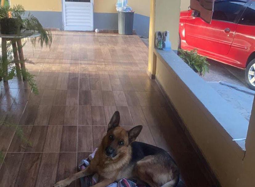 Família procura por Zeus